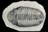 Drotops Trilobite With White Patina - Great Eyes! #153964-1